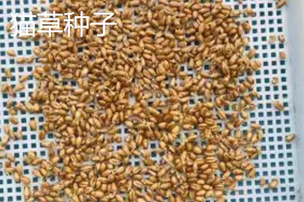小麦种子和猫草种子的区别,品种、作用和外观均不同