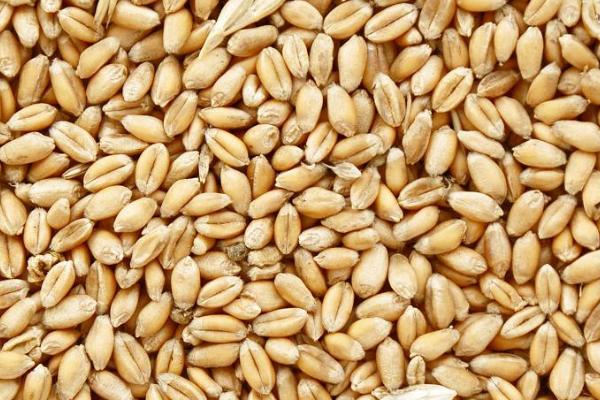 小麦种子和猫草种子的区别,品种、作用和外观均不同