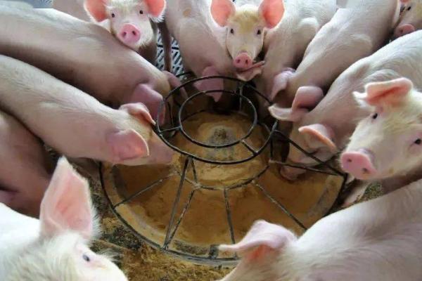 猪的料肉比怎么算，料肉比等于消耗饲料总量除增重总量