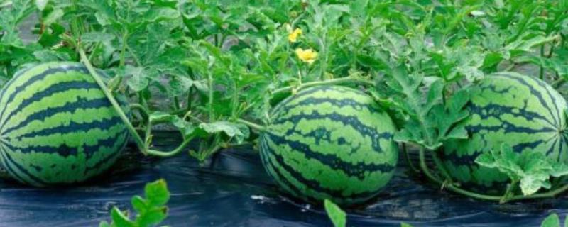 西瓜的种植时间