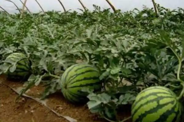 西瓜的种植时间,在3-4月进行