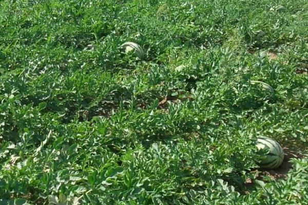 西瓜的种植时间,在3-4月进行