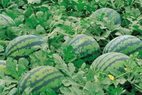 西瓜的种植时间,在3-4月进行
