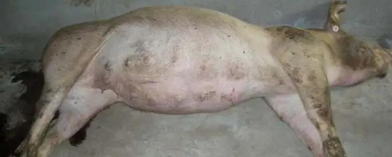 猪胀气是什么原因引起的