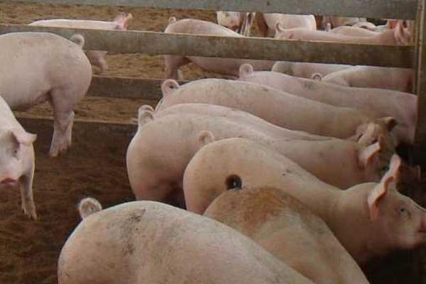 猪胀气是什么原因引起的，可能是大肠杆菌感染或产气荚膜梭菌感染等引起的