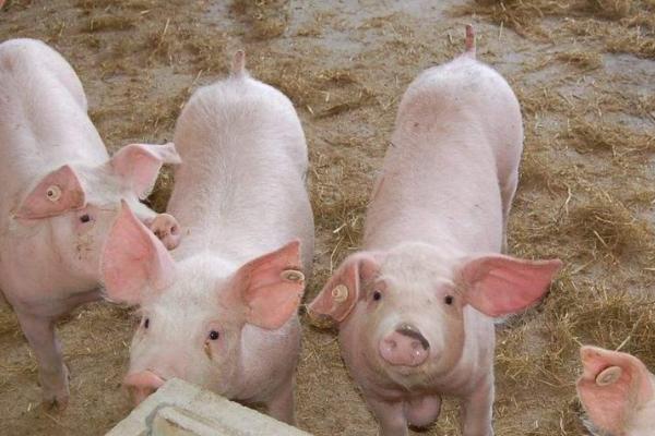 猪胀气是什么原因引起的，可能是大肠杆菌感染或产气荚膜梭菌感染等引起的