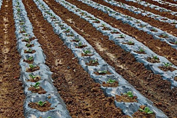 高寒山区地膜覆盖种茶技巧,覆盖时间为11月上旬