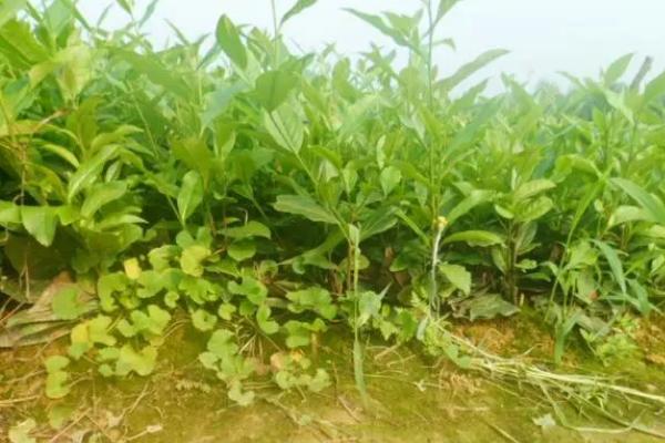 高寒山区地膜覆盖种茶技巧,覆盖时间为11月上旬