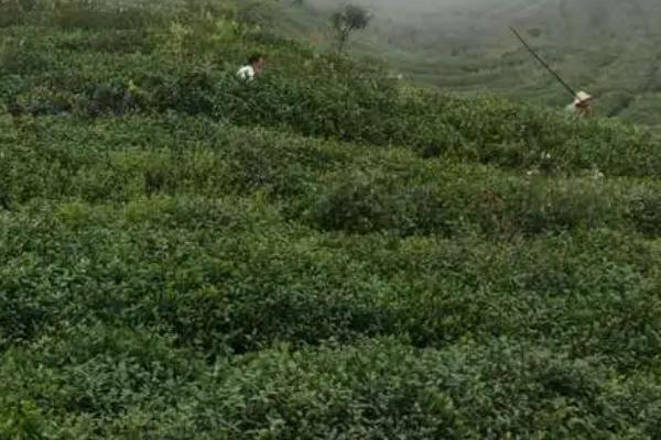 高寒山区地膜覆盖种茶技巧,覆盖时间为11月上旬