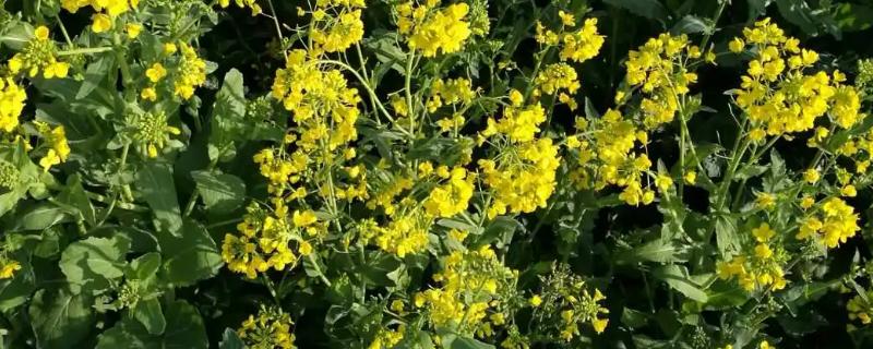 高产油菜籽品种