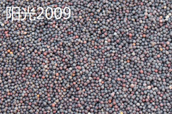 高产油菜籽品种，根据所在地区选择合适品种