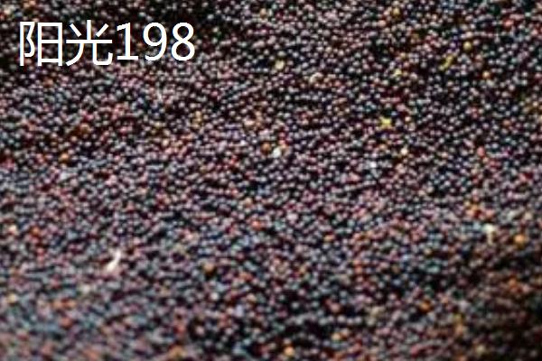 高产油菜籽品种，根据所在地区选择合适品种