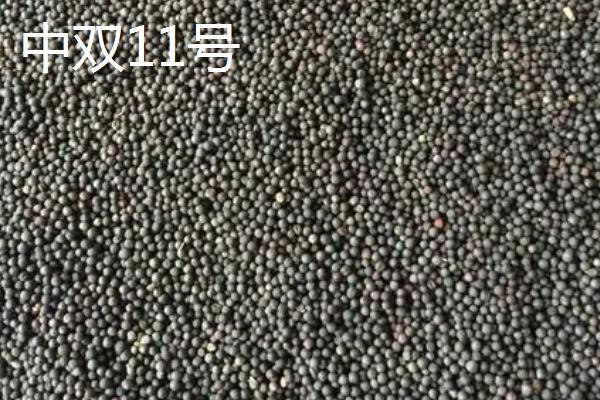 高产油菜籽品种，根据所在地区选择合适品种