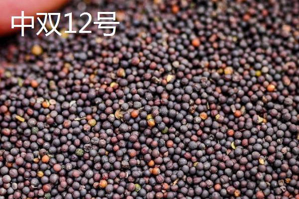 高产油菜籽品种，根据所在地区选择合适品种