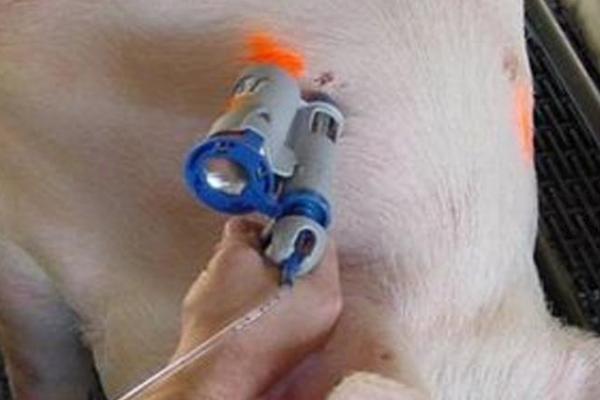 猪瘟疫苗的用法,要根据实际情况决定用量