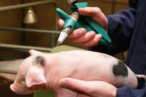 猪瘟疫苗的用法,要根据实际情况决定用量