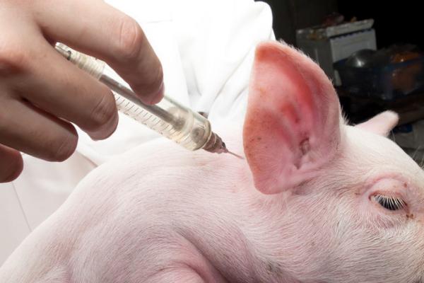 猪瘟疫苗的用法,要根据实际情况决定用量