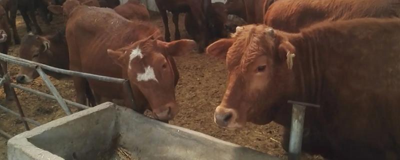 怎么给小牛犊喂开口料