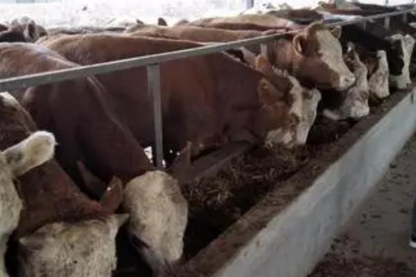 怎么给小牛犊喂开口料,29天的时候可以进行第一次投喂