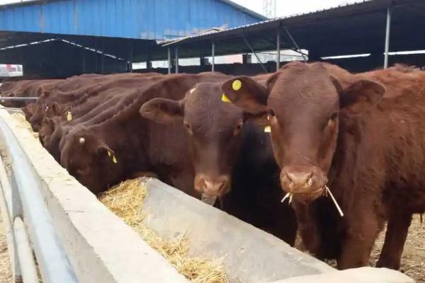 怎么给小牛犊喂开口料,29天的时候可以进行第一次投喂