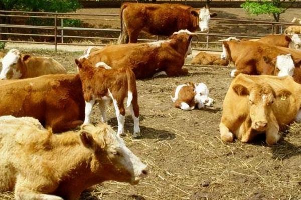 怎么给小牛犊喂开口料,29天的时候可以进行第一次投喂