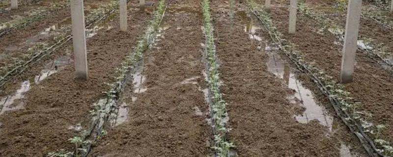 生物有机肥一亩地用多少