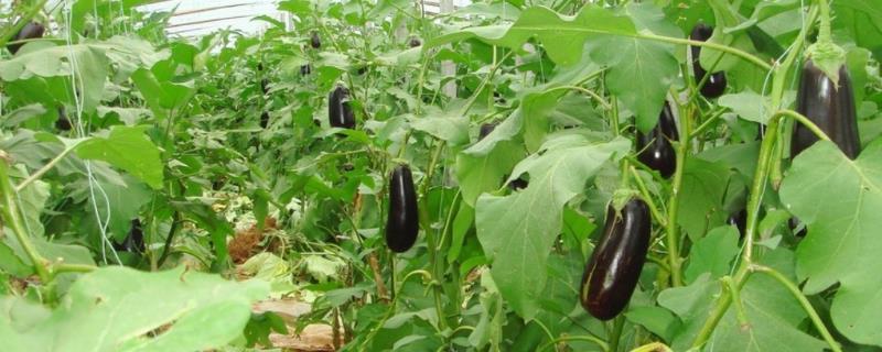 不同棚龄的茄子怎么施肥