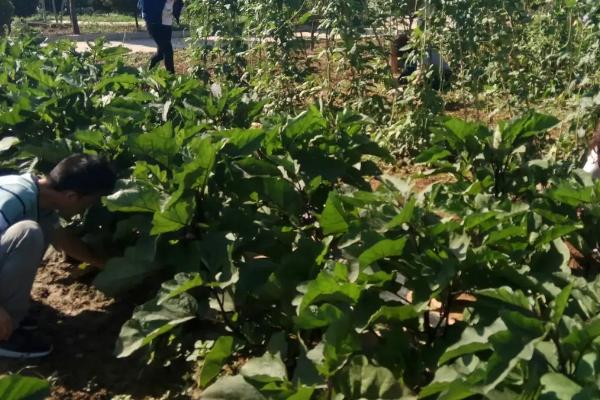 不同棚龄的茄子怎么施肥,新棚的施肥量应多于老棚