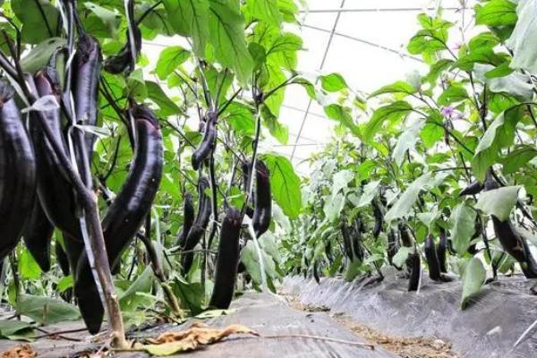 不同棚龄的茄子怎么施肥,新棚的施肥量应多于老棚