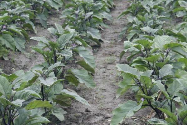 不同棚龄的茄子怎么施肥,新棚的施肥量应多于老棚