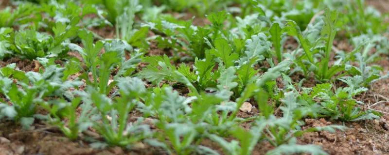 夏季几月份适合种植茼蒿