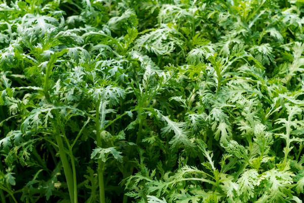 夏季几月份适合种植茼蒿,适宜时间为8月份底