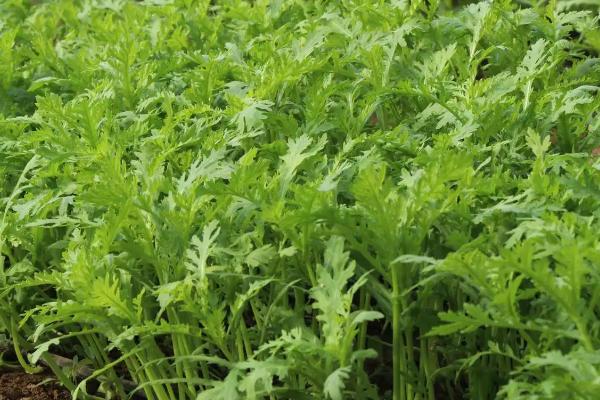 夏季几月份适合种植茼蒿,适宜时间为8月份底