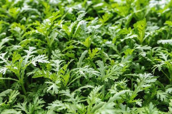 夏季几月份适合种植茼蒿,适宜时间为8月份底