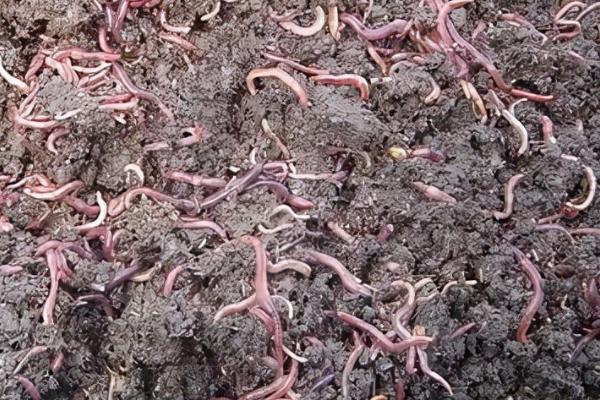 买来的蚯蚓为何无法养活,可能是土壤肥力不足、温度不适等原因所导致