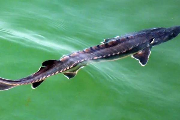 中华鲟是不是冷水鱼,属于冷水鱼、具有洄游或半洄游习性