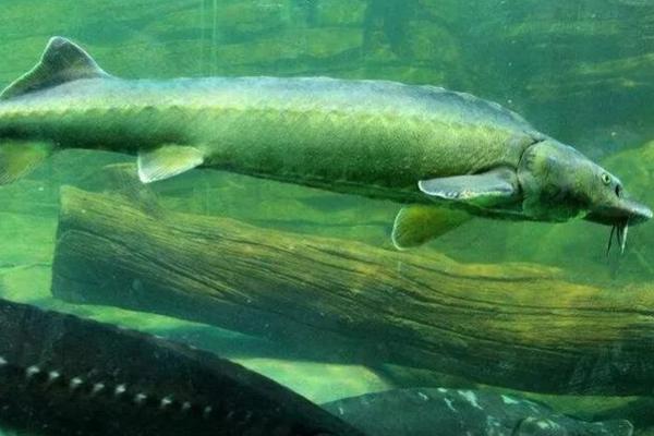 中华鲟是不是冷水鱼,属于冷水鱼、具有洄游或半洄游习性