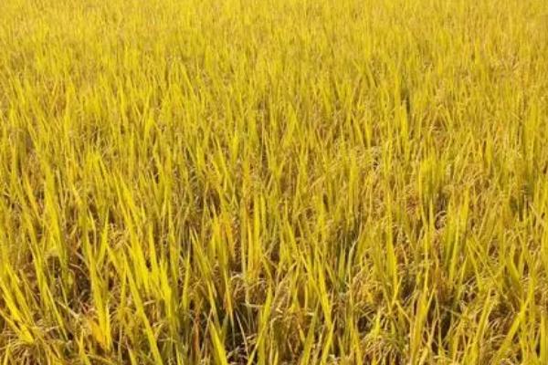 种植籼稻的适宜海拔上限,适宜海拔上限是1800米