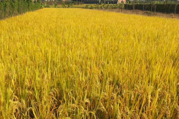 种植籼稻的适宜海拔上限,适宜海拔上限是1800米