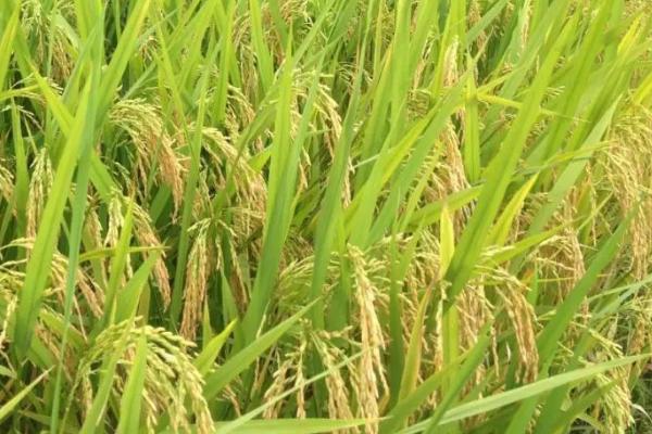 种植籼稻的适宜海拔上限,适宜海拔上限是1800米