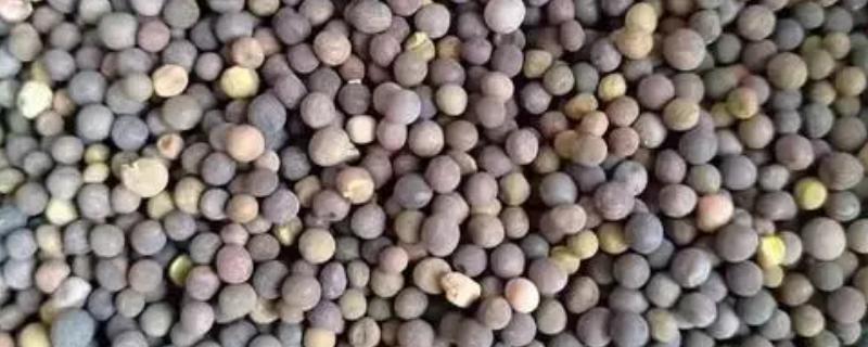 豆科牧草接种根瘤菌的方法