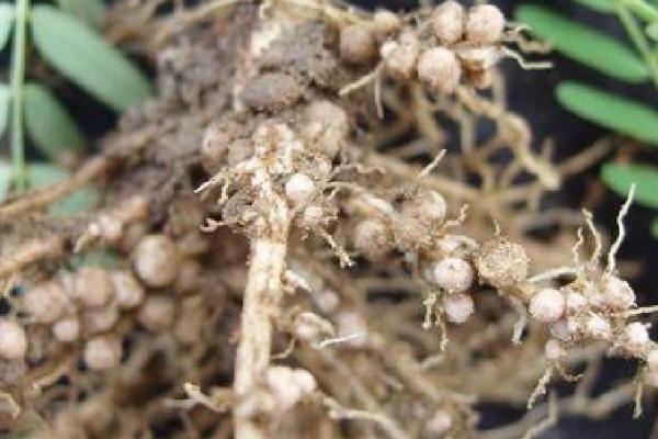 豆科牧草接种根瘤菌的方法,常用干瘤法、鲜瘤法和菌剂拌种法