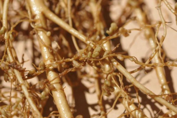 豆科牧草接种根瘤菌的方法,常用干瘤法、鲜瘤法和菌剂拌种法