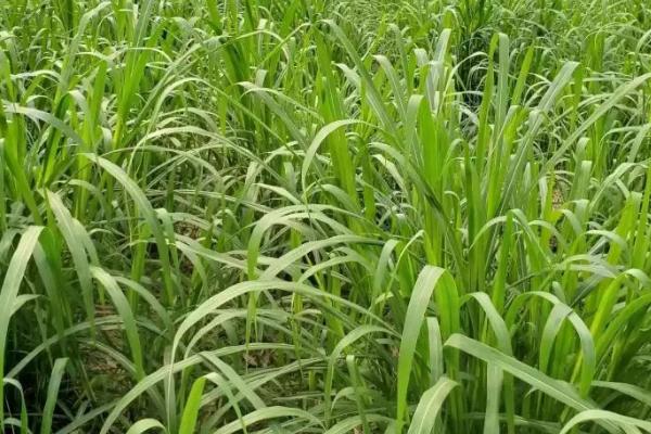 豆科牧草接种根瘤菌的方法,常用干瘤法、鲜瘤法和菌剂拌种法