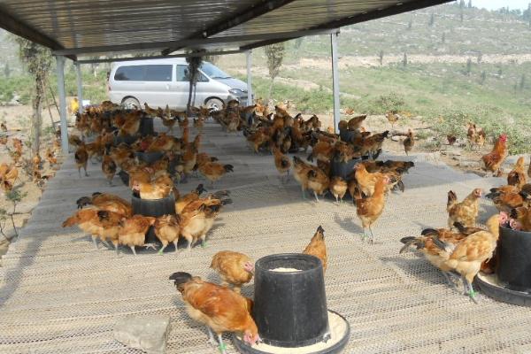 果园养鸡怎么搭鸡棚，鸡棚需要选择在果园的中心位置