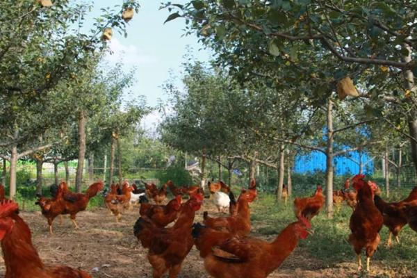 果园养鸡怎么搭鸡棚，鸡棚需要选择在果园的中心位置