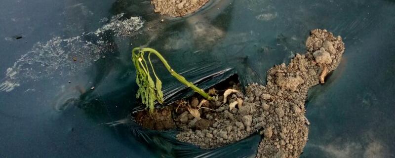 辣椒苗期病害有哪些