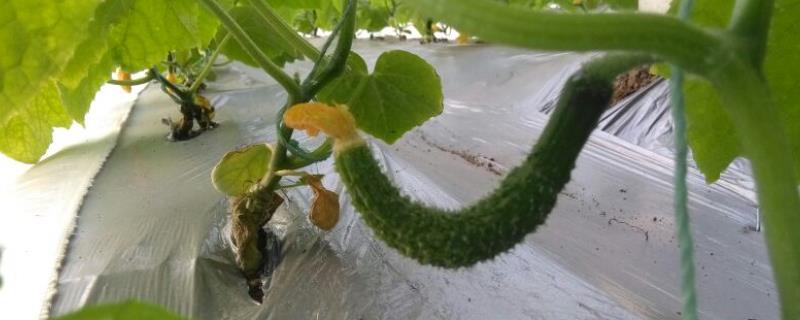 黄瓜畸形瓜种类及预防方式