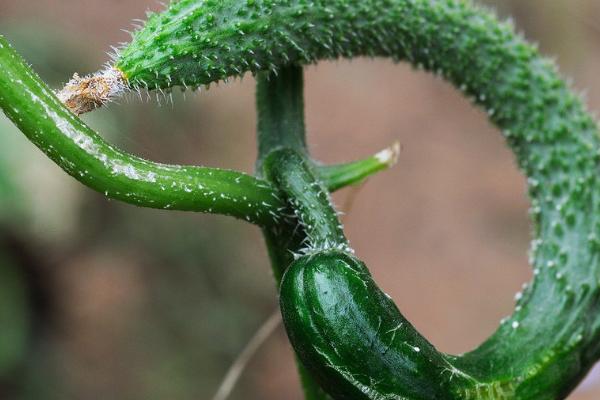 黄瓜畸形瓜种类及预防方式，不同生理病害的防治方法不同