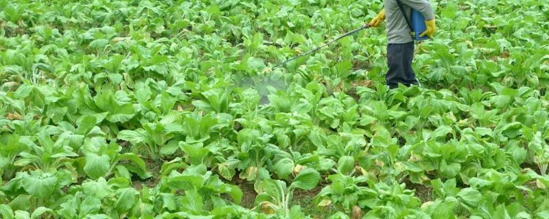 蔬菜适合哪种叶面肥